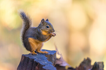 squirrel eating nut