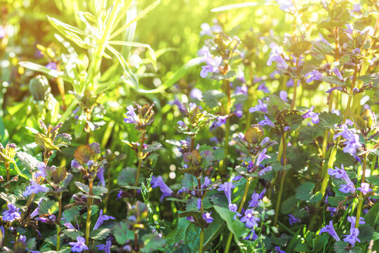 Glechoma hederacea, Nepeta hederacea,in the spring on the lawn during flowering. Blue or purple flowers used by the herbalist in alternative medicine