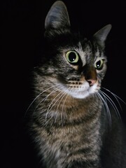 Fototapeta premium portrait of a cat