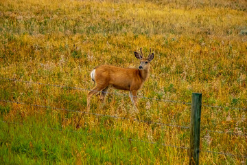 Mule Deer, MD of Willow Creek, Alberta, Canada