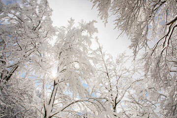 Winter landscape and snowfall in La Grevolosa forest, Osona, Barcelona, Spain