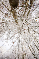 Winter landscape and snowfall in La Grevolosa forest, Osona, Barcelona, Spain