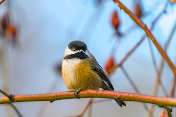 a bird on a branch in winter