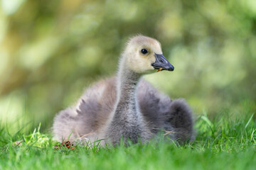 Baby canada goose relaxing