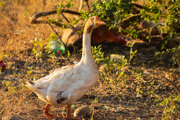 Goose in Flight, Savoring Grass in Mid-Air Freedom