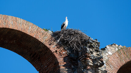 A single white stork pearched ontop of a Roman Aquaduct
