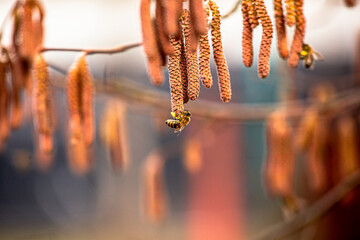 Hazelnut earrings on a tree in early spring close-up