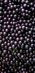 Fresh acai berry fruits, closeup macro detail. Vertical banner. Generative AI