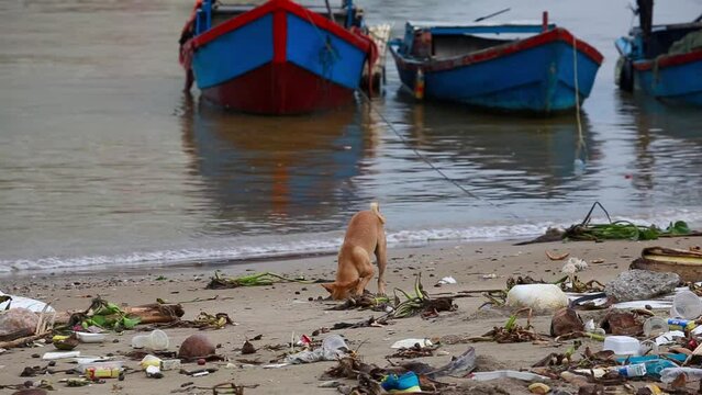 Cute puppy playing, digging sand, on a littered beach. Against the background of blue fishing boats.