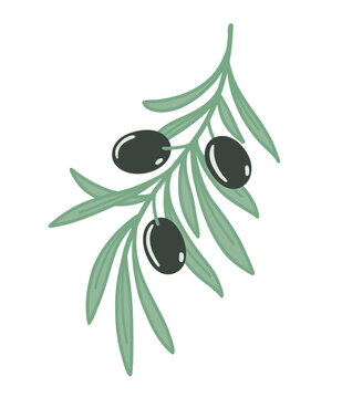Olive branch with leaves and black olives. Flat color vector illustration isolated on white background.