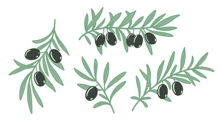 Olive branches with leaves and black olives set. Flat color vector illustration isolated on white background.