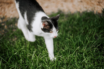 A beautiful black and white cat hunter sneaks, crawls, hunts in the garden on green grass. Photograph of the animal.
