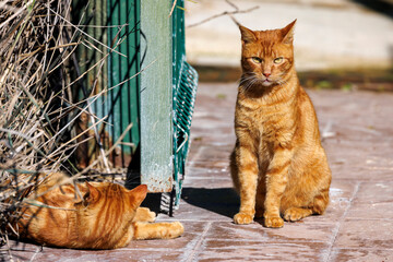 Two Ginger Cats in the sun