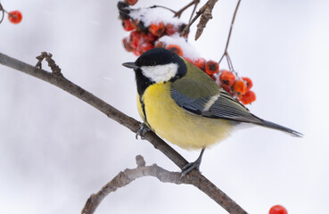 Close-up of a tit sitting on a branch of a red mountain ash during a snowfall
