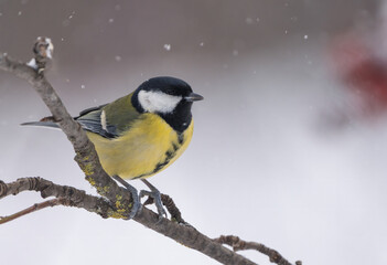 Close-up of a tit sitting on a branch of a red mountain ash during a snowfall