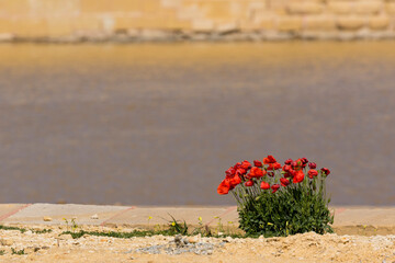 A bunch of poppies growing next to a salt water marsh in spring