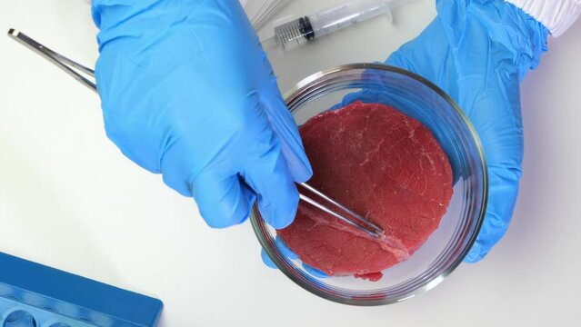 Hands of scientific researcher holding a sample of cultured meat in petri dish, cultivated meat, cellular agriculture, synthetic meat innovation concept flat lay video