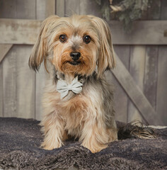 Portrait of a Yorkshire Terrier dog wearing a bow
