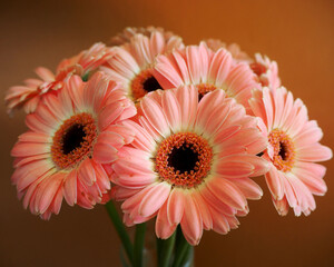 a bouquet of light pink Gerbera flowers stand on a brown background. side view. Happy Birthday