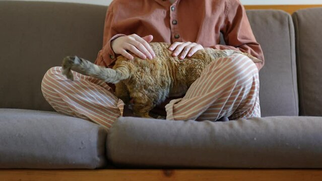 Beloved purebred short-haired cat devon rex trying to settle comfortably for sleep on pet owner knees while human sitting on sofa stroking head softly. Friendship, tenderness, love to domestic animals
