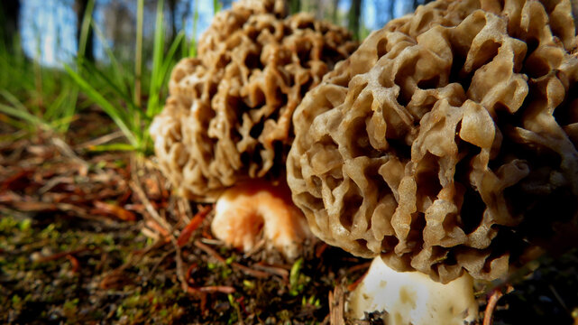 Morchella / Morille blonde