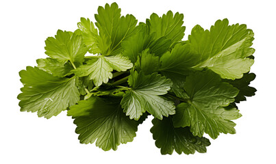 Bunch of fresh green parsley leaves isolated on a transparent background.