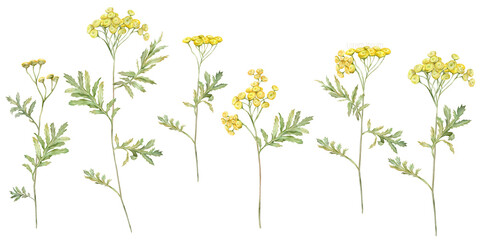 Watercolor common tansy. Set of yellow field flowers. Hand drawn illustration isolated on white...