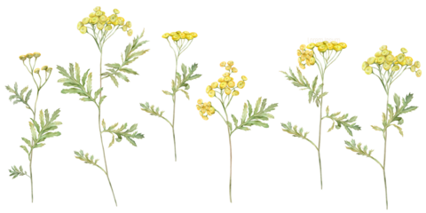 Watercolor common tansy. Set of yellow field flowers. Hand drawn illustration isolated on white background. Bundle botanical medicinal wildflowers clipart. Elements