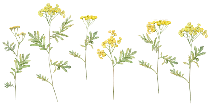 Watercolor common tansy. Set of yellow field flowers. Hand drawn illustration isolated on white background. Bundle botanical medicinal wildflowers clipart. Elements