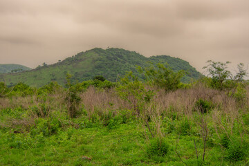 Pretty specimen of  wildebeest in her natural habitat in South Africa