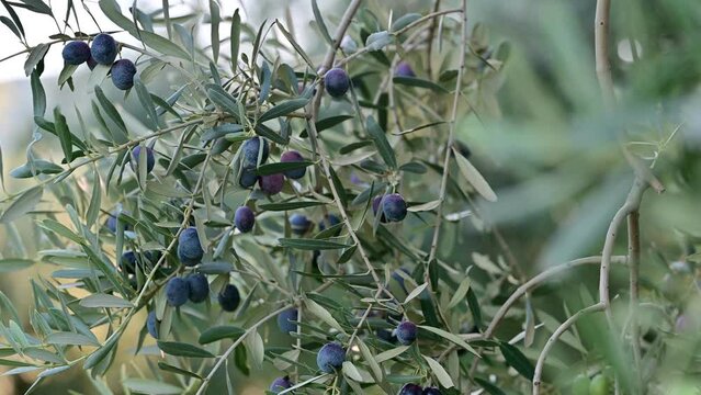 Green and black olive branches in different colours ready for picking. Turkish olives.	