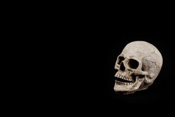 Profile View of Skull Decoration on Black Background
