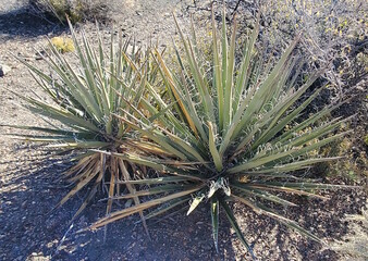 Naklejka na ściany i meble Mojave Yucca Plant in the Wild