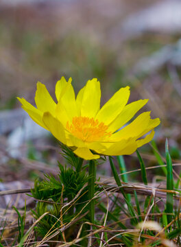 closeup wild yellow adonis flowers in grass