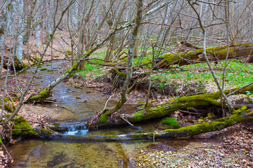small mountain brook flow in the canyon