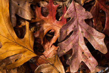 A pile of colorful fallen autumn oak and maple leaves