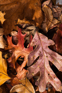A pile of colorful fallen autumn oak and maple leaves