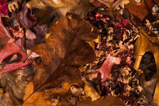 A pile of colorful fallen autumn oak and maple leaves