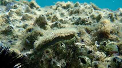 Bivalve mollusc European flat oyster or common oyster (Ostrea edulis) undersea, Aegean Sea, Greece, Halkidiki  © Alexey