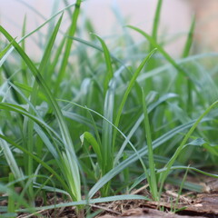 grass in the morning