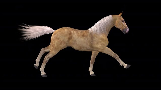 Palomino Horse - Gallop Loop - Side View CU - Realistic 3D animation with alpha channel isolated on transparent background
