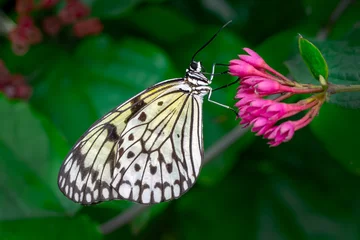 Foto auf Acrylglas Macro shots, Beautiful nature scene. Closeup beautiful butterfly sitting on the flower in a summer garden. © blackdiamond67