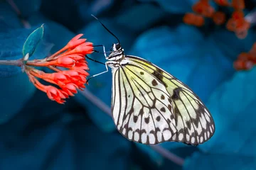 Outdoor-Kissen Macro shots, Beautiful nature scene. Closeup beautiful butterfly sitting on the flower in a summer garden. © blackdiamond67