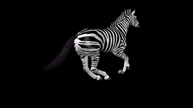 African Zebra - Wild Horse - Gallop Loop - Back Angle View CU - Realistic 3D animation with alpha channel isolated on transparent background