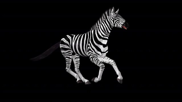 African Zebra - Wild Horse - Gallop Loop - Side Angle View CU - Realistic 3D animation with alpha channel isolated on transparent background