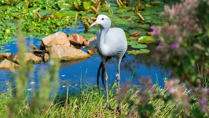 Blue crane, Tenikwa Wildlife Rehabilitation Centre, Western Cape, South Africa