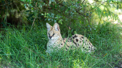 Serval hidden in the bush, Tenikwa Wildlife Rehabilitation Centre, Western Cape, South Africa