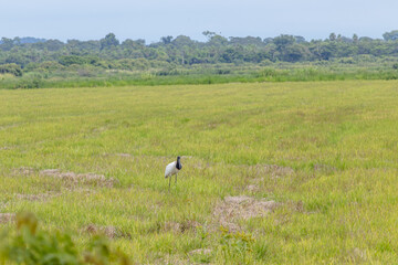 Obraz na płótnie Canvas ave na região do pantanal sul, na cidade na Miranda, Estado do Mato Grosso do Sul, Brasil