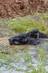 bufalo na região do pantanal sul, na cidade na Miranda, Estado do Mato Grosso do Sul, Brasil