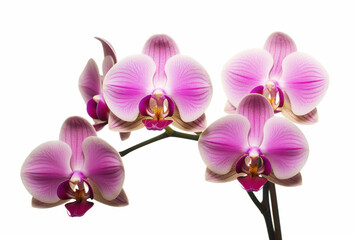 Branch of orchid on white background